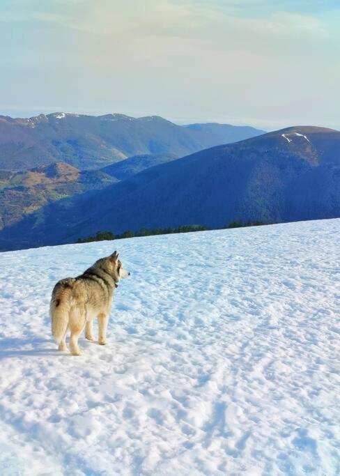 Logement 6 pers au cœur des montagnes pyrénéennes Boutx Esterno foto